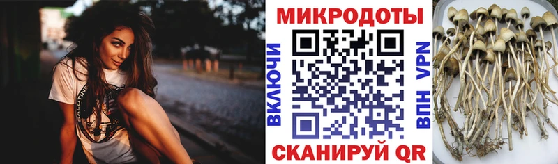 Купить где  Елабуга  Псилоцибиновые грибы Cubensis 